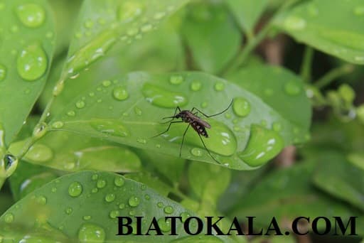 علائم نیش پشه
